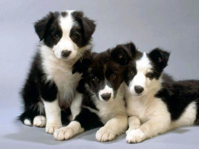 trop mimis !!